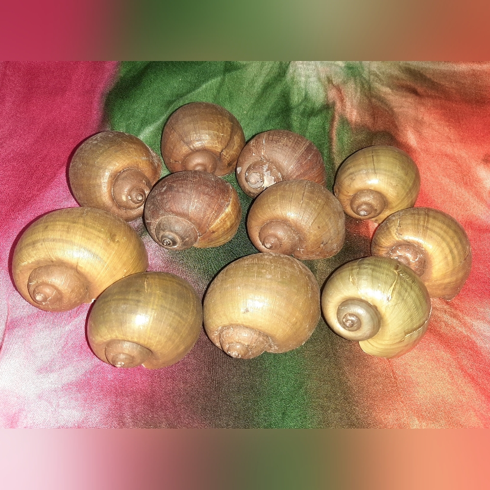 Natural Apple Snail Shell Set Of 11